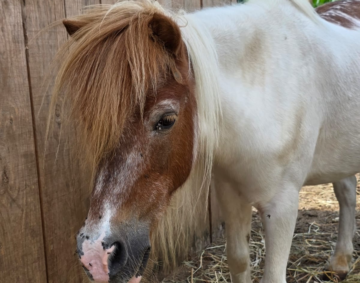 Ritinha