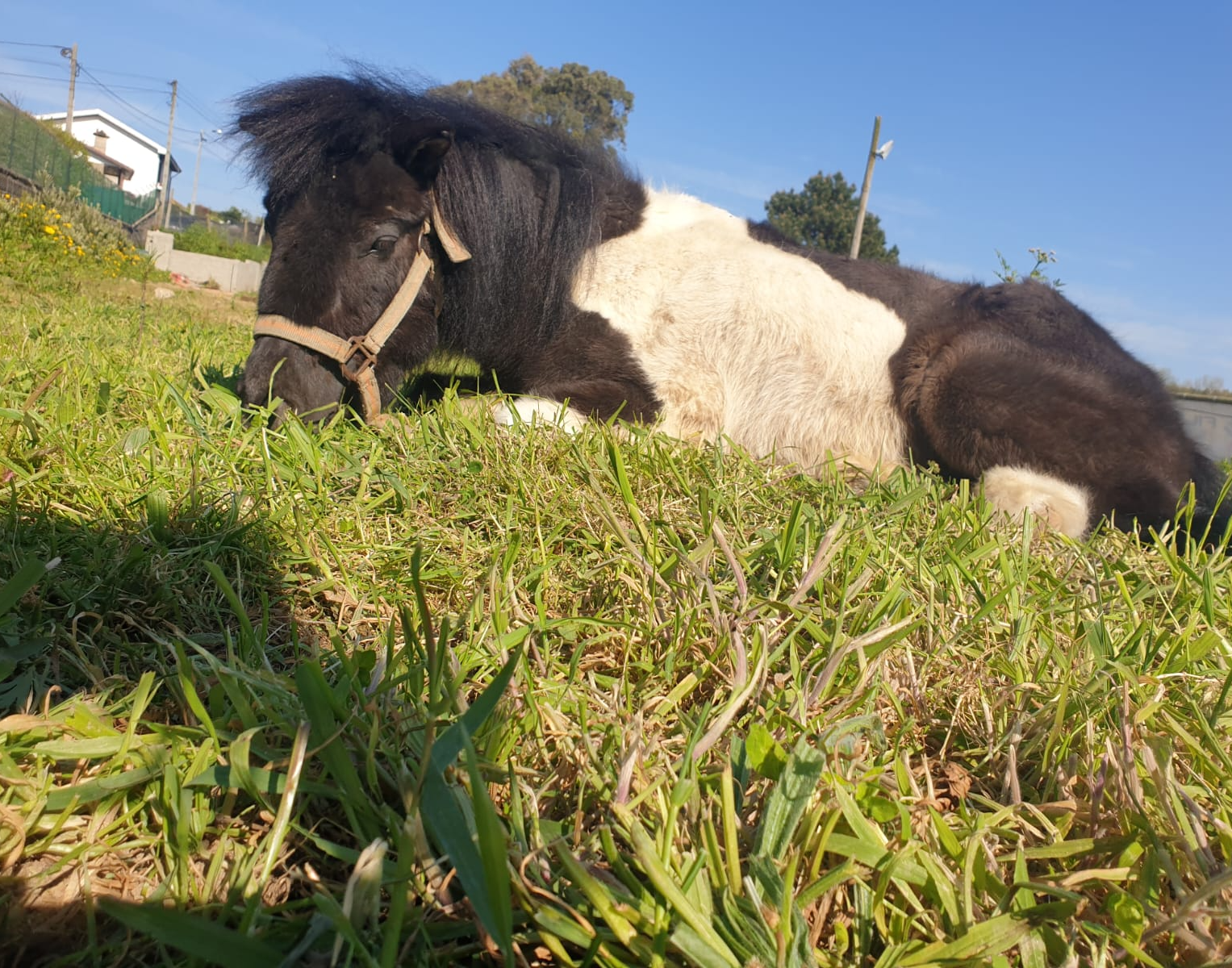 Lolita