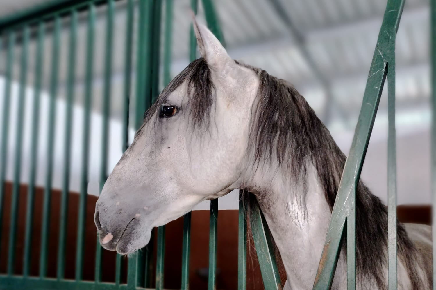 Cavalos a Penso